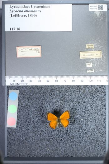 Media type: image;   Entomology 65312